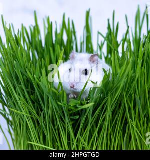 Weißer djungarischer Hamster sitzt in grünem Gras aus nächster Nähe. Stockfoto