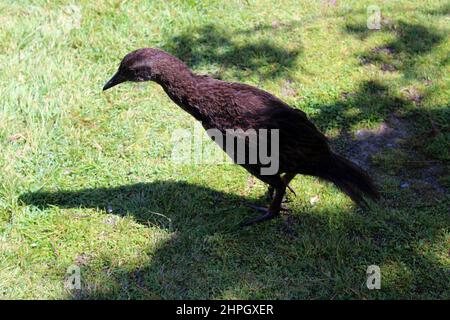 Gallirallus australis, Weka, Neuseeland Stockfoto