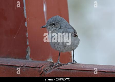 Schwarzstart (Oenanthe melanura neumanni) Erwachsener auf dem Zaun Oman Dezember Stockfoto