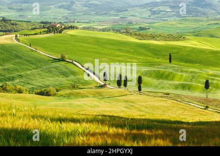 Landschaft mit Zypressen gesäumten Pfad. Der Gladiator Point in der Nähe von Piezna Stadt in der Toskana, Italien. Stockfoto