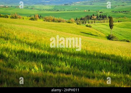 Landschaft mit Zypressen in der Region Val d'Orcia in der Toskana, Italien. Stockfoto