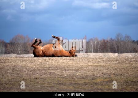 Das Pferd ist glücklich und rollt auf dem Rücken auf der Wiese. Stockfoto