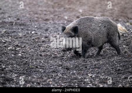 Ein Wildschwein im Wald brüllt mit einem Birkhühner im Boden. Stockfoto