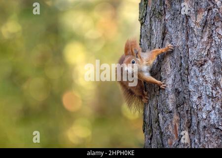 Ein Eichhörnchen im Park springt auf die Äste und sucht nach Nahrung. Stockfoto