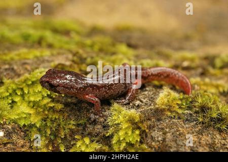 Nahaufnahme eines bunten, auf grünem Moos sitzenden Subadulten Ensatina eschschscholtzii salamander Stockfoto