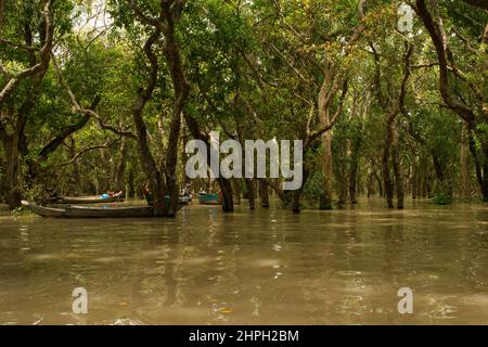 Lange Boote oder Kanus paddeln und erkunden die schwimmenden überfluteten, ertrunkenen Waldbäume in Kambodscha Stockfoto