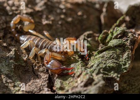 Der maltesische Skorpion Euscorpius sicanus, der auf einer Baumrinde nach Beute jagt. Nur Skorpion in Malta. Stockfoto