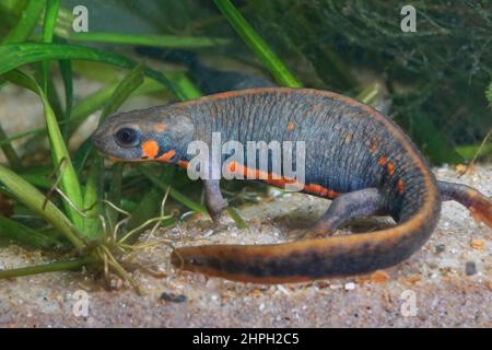 Nahaufnahme eines im Wasser gravigen weiblichen chinesischen Blauschwanzmolchens mit Feuerbauchigen, Cynops cyanurus Stockfoto