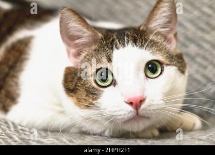Eine junge, weiß gestreifte, gestromte Katze liegt und sieht vorsichtig und aufmerksam aus. Horizontales Foto. Stockfoto