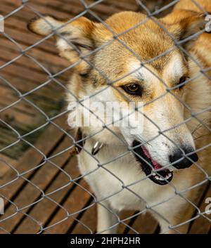 Ein junger Hund mit einer Vogelhecke in einem Tierheim. Vertikales Foto. Stockfoto