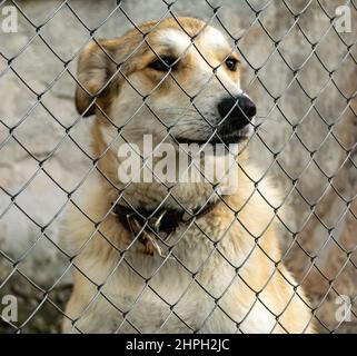 Ein trauriger junger Hund mit heruntergegossenen Ohren hinter einer Volierhecke in einem Tierheim. Vertikales Foto. Stockfoto