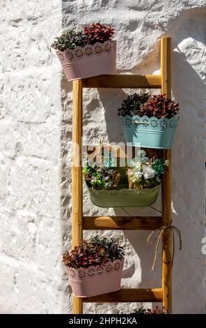Ein Retro-Blumenbeet an einer weißen Wand in Alberobello. Italien Stockfoto