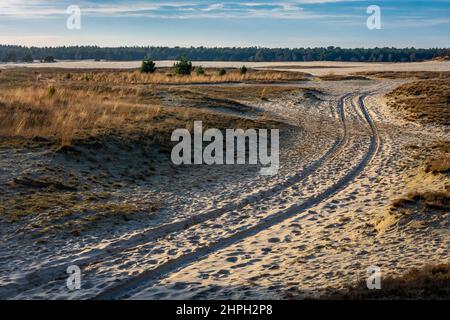 Weite Landschaft des niederländischen Nationalparks Loonse en Drunense duinen mit Autoreifenspuren im Sand Stockfoto