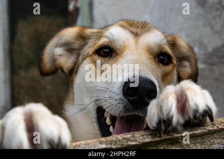 Ein junger Hund mit einer Vogelhecke in einem Tierheim. Horizontales Foto. Stockfoto