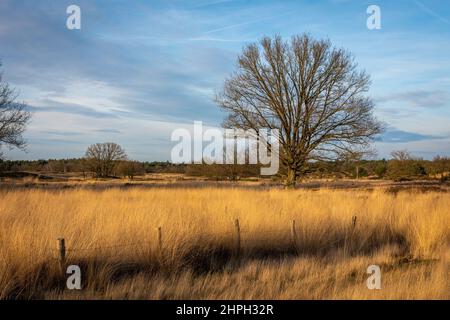 Schöne Landschaft des niederländischen Nationalparks Loonse en Drunense duinen mit goldenem Gras, Holzzaun und einem alten Baum Stockfoto