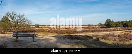 Panorama des niederländischen Nationalparks Loonse en Drunense Duinen, Blick auf Sanddünen und Heidefelder Stockfoto