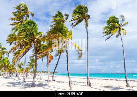 Kokospalmen wachsen am weißen Sandstrand. Küstenlandschaftsfoto der Dominikanischen republik, aufgenommen an einem sonnigen Tag Stockfoto