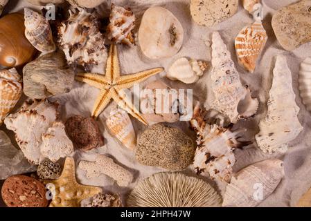 Verschiedene Muscheln auf Sandy Background. Gut für Sommerangebote oder Urlaub Stockfoto