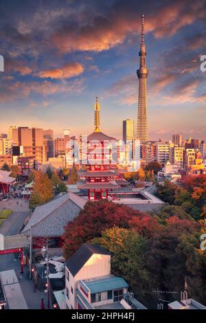 Tokio, Japan. Stadtbild von Tokio, Japan mit Asakusa-Tempel bei Sonnenuntergang im Herbst. Stockfoto