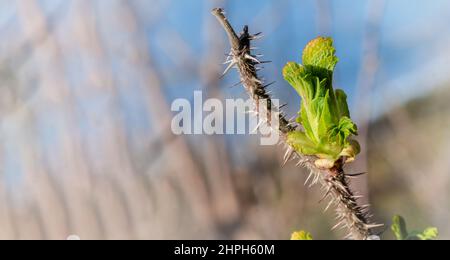 Frühlingslandschaft. Junge Blätter auf dem Baum. Ein blühender Zweig. Stockfoto