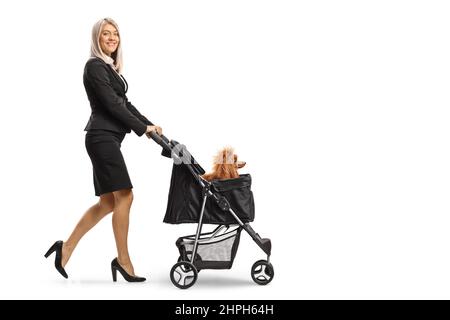 Geschäftsfrau schob einen Mini-Pudel-Hund in einen Kinderwagen isoliert auf weißem Hintergrund Stockfoto
