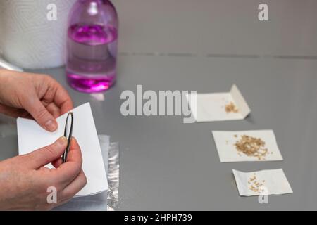 Nahaufnahme des Weibchens, das Tomatensamen vor dem Pflanzen kontrolliert. Schweden. Stockfoto