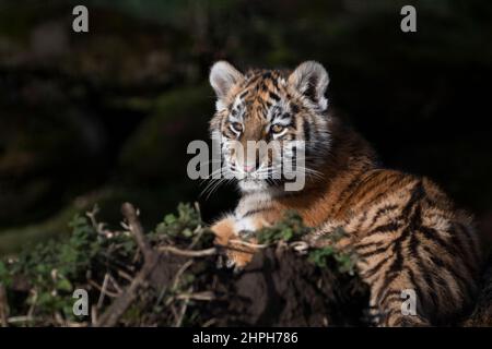 Amur (sibirischer) Tigerkub Stockfoto