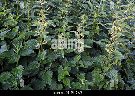 Urtica dioica (Brennnessel) ist in Europa, dem gemäßigten Asien und dem westlichen Nordafrika beheimatet. Es kommt in nasseren Lebensräumen und Wiesen vor. Stockfoto