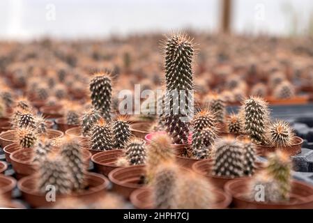 Viele Blumen und Setzlinge werden in Gewächshäusern im Stadtteil Bayindir von Izmir angebaut, Sukkulenten und Kakteen werden daraus angebaut. Stockfoto