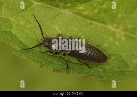 Nahaufnahme eines dunkelfarbigen Clikking-Käfers, Hemirepidius niger, der auf einem grünen Blatt sitzt Stockfoto