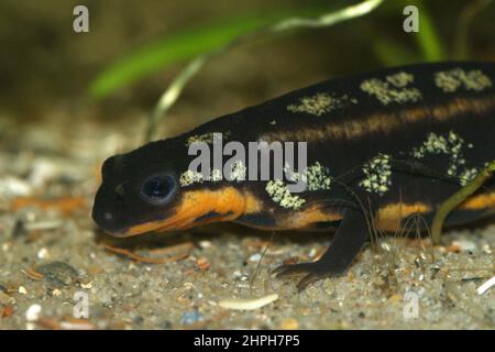 Nahaufnahme des gefährdeten Riu Kiu Schwertschwanzsalamanders, Cynops ensicauda popei aus Riu Kiu, Japan Stockfoto