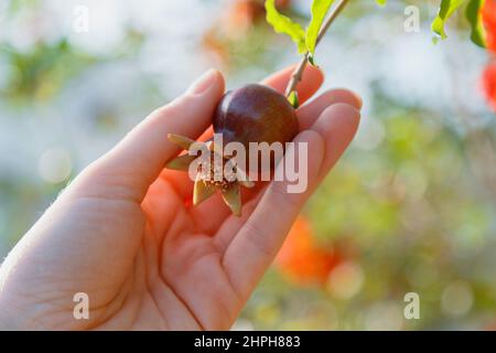 Kleiner Granatapfel in weiblicher Hand. Prozess des Anbaus und der Ernte von roten Granatapfelfrüchten im Garten auf dem Bauernhof. Frau pflückt einen kleinen roten Granatapfel Stockfoto