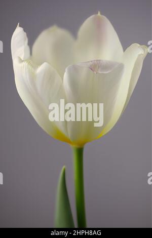 Schöne cremeweiße Tulpenblume, symbolisiert Frieden oder Sinn für Vergebung Stockfoto