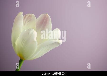 Schöne cremeweiße Tulpenblume, symbolisiert Frieden oder Sinn für Vergebung Stockfoto