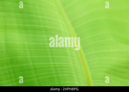 Tropische Banane Palme grünes Blatt Nahaufnahme Textur als Hintergrund. Natürliche Öko Hintergrund der exotischen Bananenpalme Blätter Pflanze Laub Textur. Sommer Stockfoto