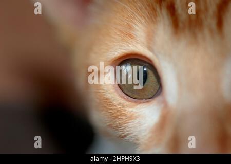 Red and White 16 Wochen alte Cornish Rex Kätzin von Oriental Shorthair auf der Suche nach Flöhen und der Suche nach Flöhen mit Blick auf das Gesicht der Kamera Stockfoto