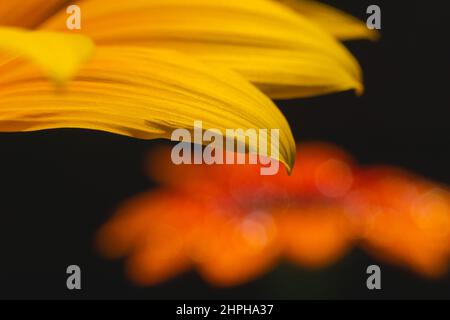Nahaufnahme der gelben Gazanie Blütenblatt-Ansicht vor der verschwommenen orangefarbenen Gazanie-Blume. Stockfoto