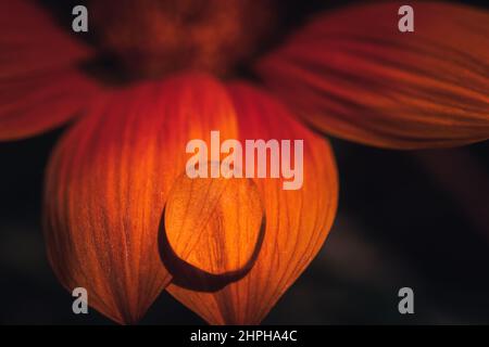 Nahaufnahme der Gazania Blütenblatt mit Tau Tropfen auf schwarzem Hintergrund. Orangefarbene, weiche Blume. Stockfoto