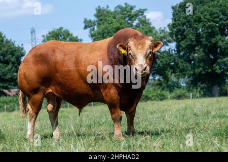 Kraftvoller Pedigree Limousin-Bulle im Feld. North Yorkshire, Großbritannien. Stockfoto