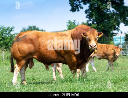 Kraftvoller Pedigree Limousin-Bulle im Feld. North Yorkshire, Großbritannien. Stockfoto