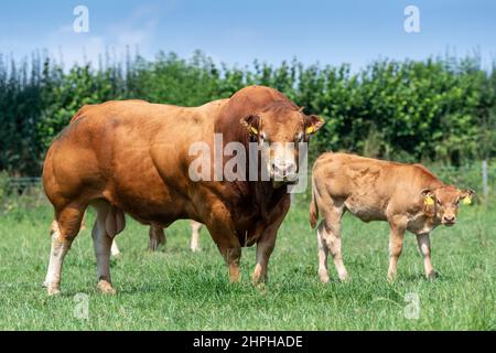 Kraftvoller Pedigree Limousin-Bulle im Feld. North Yorkshire, Großbritannien. Stockfoto