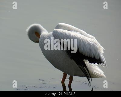 San Juan de Aragon See, saisonaler Zufluchtsort für Zugvögel in Mexiko-Stadt. Stockfoto