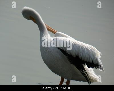 San Juan de Aragon See, saisonaler Zufluchtsort für Zugvögel in Mexiko-Stadt. Stockfoto