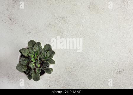 Blumentopf auf weißem Hintergrund. Stockfoto