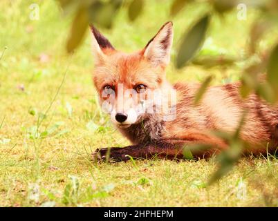 Berlin, Deutschland. 10th. Juni 2021. 10.06.2021, Berlin. Im roten Licht der Abendsonne liegt auf einem Grasfeld in einem Vorgarten ein Fuchs (Vulpes vulpes). Gärten, Parks und Friedhofs sind zu einem wichtigen Lebensraum für viele wilde Tiere in der Stadt geworden. Quelle: Wolfram Steinberg/dpa Quelle: Wolfram Steinberg/dpa/Alamy Live News Stockfoto