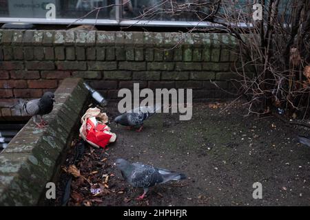 Tauben, die den Inhalt einer weggeworfenen Fast-Food-Box leicht bearbeiten. Stockfoto