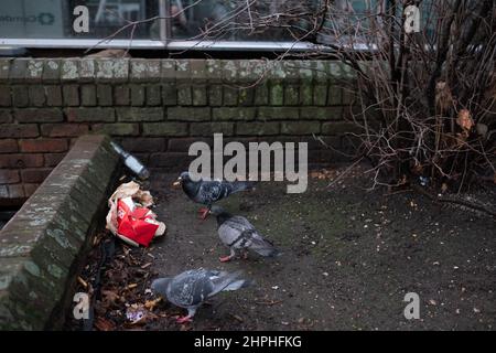 Tauben, die den Inhalt einer weggeworfenen Fast-Food-Box leicht bearbeiten. Stockfoto