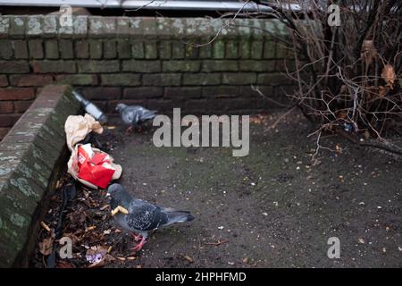 Tauben, die den Inhalt einer weggeworfenen Fast-Food-Box leicht bearbeiten. Stockfoto