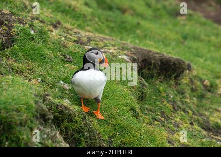 Atlantischer Papageientaucher (Fratercula arctica), Mykines Island, Färöer-Inseln, Dänemark. Stockfoto