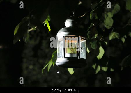 Brennende Laterne im Dunkeln, die den Baum mit grünen Blättern beleuchtet Stockfoto